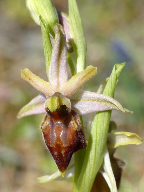 Ophrys precoci nell’Abruzzo sud orientale 2022